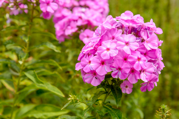 Phlox